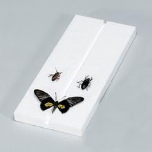 Insect Mounting Board, Styrofoam, Pack of 10