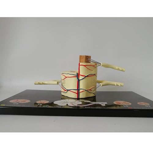 HEQIM Spinal Cord Anatomy Model, Vertebral Column Spinal Cord Model, 5 Times Life-Size - Nerve Branches Spinal Ganglia and Blood Vessels for Teaching