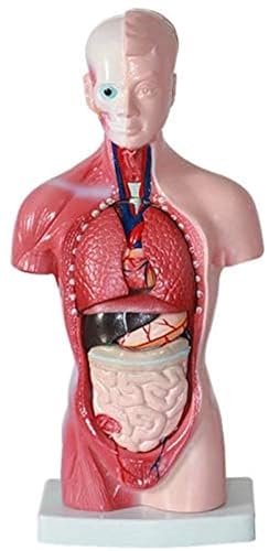 KANGJIEM 26cm Human Internal Organs Anatomy Torso Model Medical Supplies Suitable for School Teaching