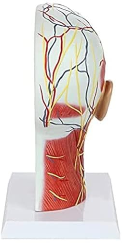 Head Anatomy Anatomical Model Human Head Anatomy Model Medical Study Anatomy Model Anatomical Medical Life Size Head Brain Neck Median Section Study Model for Education Training Aids