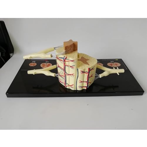 HEQIM Spinal Cord Anatomy Model, Vertebral Column Spinal Cord Model, 5 Times Life-Size - Nerve Branches Spinal Ganglia and Blood Vessels for Teaching