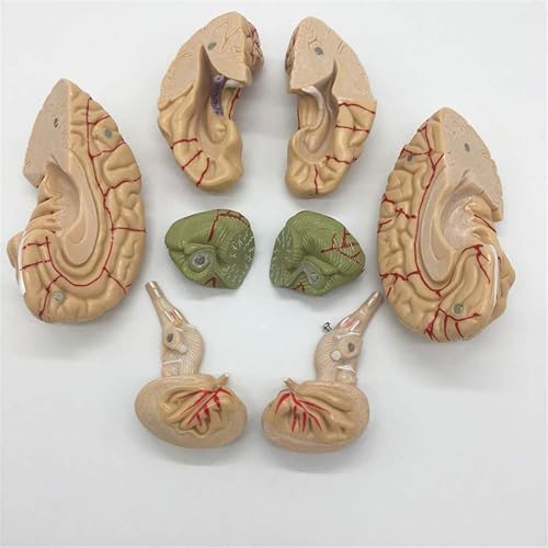 KANGJIEM Detachable 8-Part Cerebrovascular Brain Anatomy Model - Human PVC Medical Teaching for Education Training