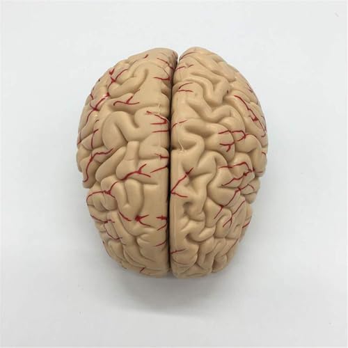 KANGJIEM Detachable 8-Part Cerebrovascular Brain Anatomy Model - Human PVC Medical Teaching for Education Training