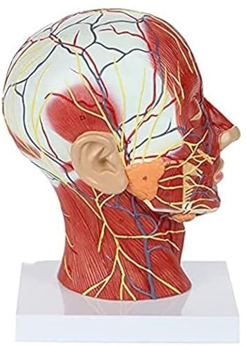 Head Anatomy Anatomical Model Human Head Anatomy Model Medical Study Anatomy Model Anatomical Medical Life Size Head Brain Neck Median Section Study Model for Education Training Aids