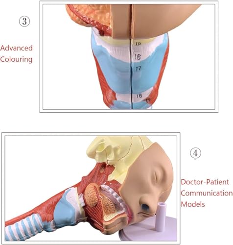 RJYYYDS Head Anatomy Pharyngeal Muscle Throat Mouth Nose Tongue Muscle Anatomy Model Medical Organ Supplies