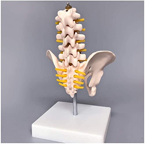 ZQJYMXM Anatomy Model, Assembly Educational Anatomical Pelvic Mini with with Five Lumbar Spine Bone for Aid for School,Education Teach