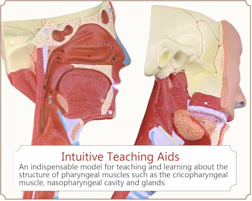 RJYYYDS Head Anatomy Pharyngeal Muscle Throat Mouth Nose Tongue Muscle Anatomy Model Medical Organ Supplies