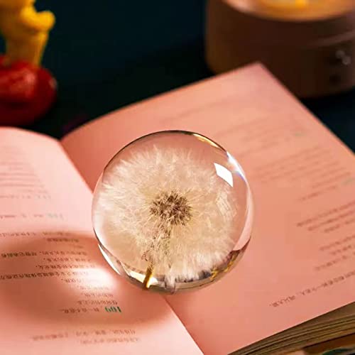 Real Dandelion Specimen Ball Paperweight Desktop Decor Decoration (Small)