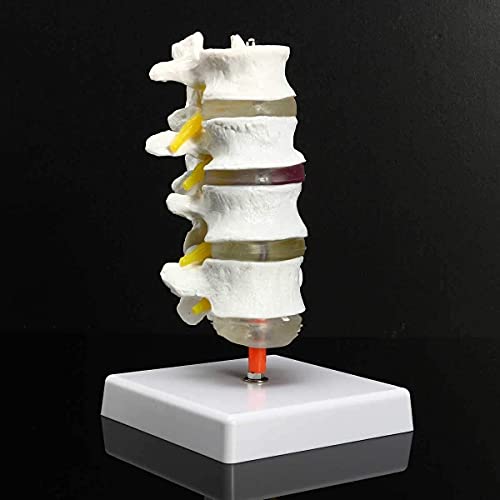 Anatomy Model Human Anatomical Model Lumbar Resources Educational Props Vertebrae Spine Anatomy Model Teaching 4 Part Chiropractic 0827 for Medical Demonstration