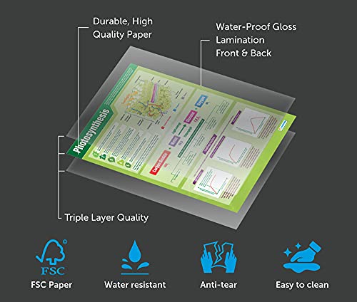 Plants Science Classroom Posters, Set of 4, EXTRA LARGE 33" x 23.5"