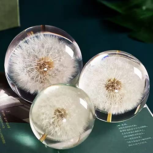 DESHINTKE Real Dandelion Specimen Ball Paperweight Desktop Decor Decoration (X-Large)