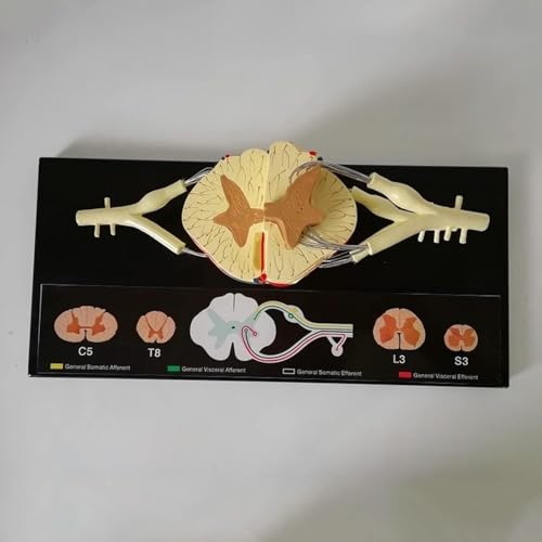 HEQIM Spinal Cord Anatomy Model, Vertebral Column Spinal Cord Model, 5 Times Life-Size - Nerve Branches Spinal Ganglia and Blood Vessels for Teaching