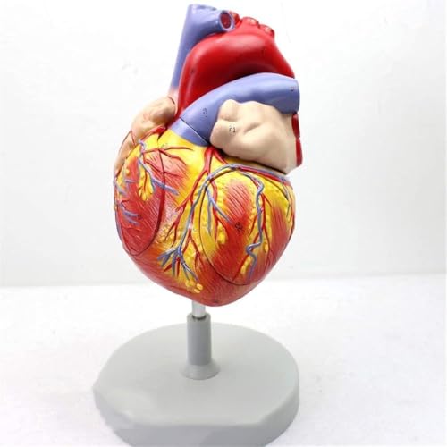 CHROX PVC Education Model, Enlarged Version of The Anatomical Model of The Heart, Medical Teaching Heart, Suitable for Human Internal Organs, Anatomy