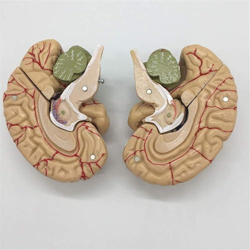 KANGJIEM Detachable 8-Part Cerebrovascular Brain Anatomy Model - Human PVC Medical Teaching for Education Training