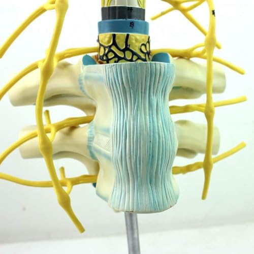 RJYYYDS Thoracic Spinal Cord Sympathetic Nerve Trunk Anatomical Spine Model, 1O Human Spine Model, Medical Education Training Auxiliary Anatomical Biology,Intestine Villus Model