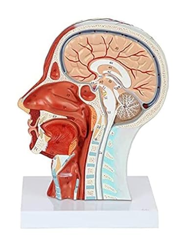 Head Anatomy Anatomical Model Human Head Anatomy Model Medical Study Anatomy Model Anatomical Medical Life Size Head Brain Neck Median Section Study Model for Education Training Aids