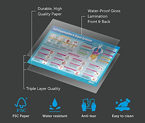 Biology Science Classroom Posters, Set of 13, EXTRA LARGE, 33" x 23"
