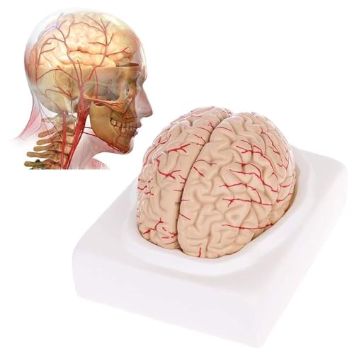 KANGJIEM Detachable 8-Part Cerebrovascular Brain Anatomy Model - Human PVC Medical Teaching for Education Training
