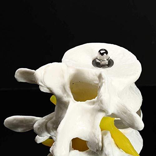 Anatomy Model Human Anatomical Model Lumbar Resources Educational Props Vertebrae Spine Anatomy Model Teaching 4 Part Chiropractic 0827 for Medical Demonstration
