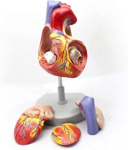CHROX PVC Education Model, Enlarged Version of The Anatomical Model of The Heart, Medical Teaching Heart, Suitable for Human Internal Organs, Anatomy