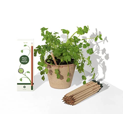 Sprout Wood-Cased Pencils | Teacher's Edition | HB Pre-Sharpened Graphite Plantable Wooden Pencils with flower, Herb & Vegetable Seeds | Gift for Teachers, Creative Kids & School Students | 32 Pack