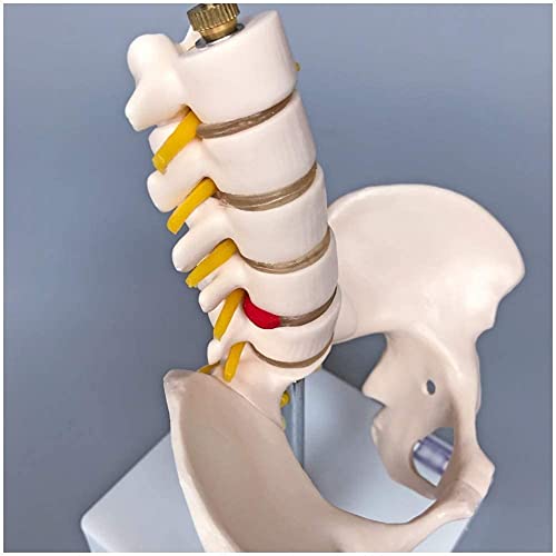 ZQJYMXM Anatomy Model, Assembly Educational Anatomical Pelvic Mini with with Five Lumbar Spine Bone for Aid for School,Education Teach