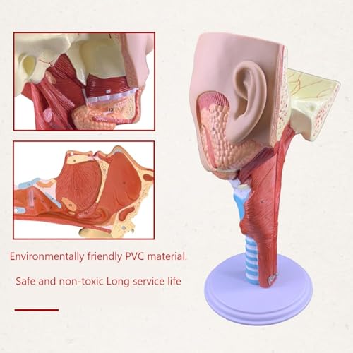RJYYYDS Head Anatomy Pharyngeal Muscle Throat Mouth Nose Tongue Muscle Anatomy Model Medical Organ Supplies