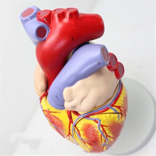 CHROX PVC Education Model, Enlarged Version of The Anatomical Model of The Heart, Medical Teaching Heart, Suitable for Human Internal Organs, Anatomy