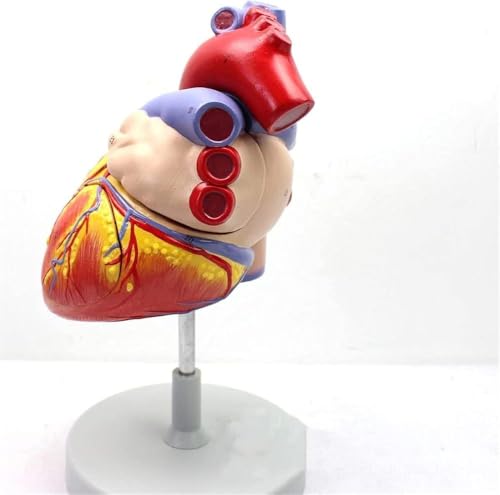 CHROX PVC Education Model, Enlarged Version of The Anatomical Model of The Heart, Medical Teaching Heart, Suitable for Human Internal Organs, Anatomy