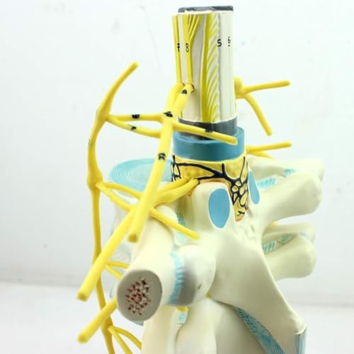 HEQIM Thoracic Spinal Cord Sympathetic Nerve Trunk Anatomical Spine Model, 1O Human Spine Model, Medical Education Training Auxiliary Anatomical Biology