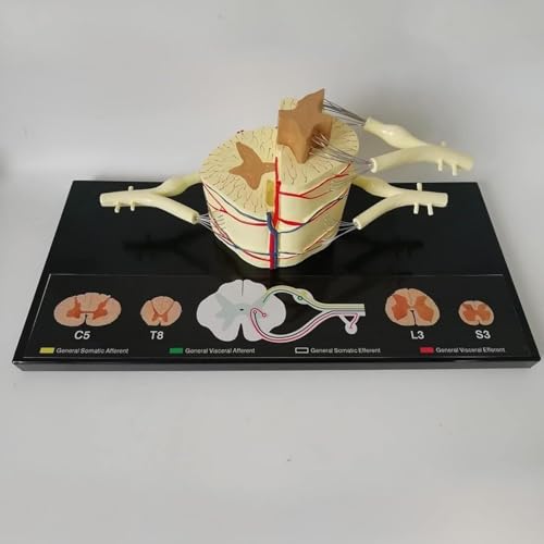 HEQIM Spinal Cord Anatomy Model, Vertebral Column Spinal Cord Model, 5 Times Life-Size - Nerve Branches Spinal Ganglia and Blood Vessels for Teaching