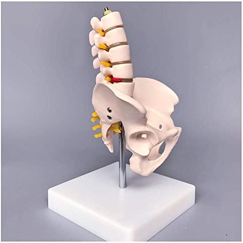 ZQJYMXM Anatomy Model, Assembly Educational Anatomical Pelvic Mini with with Five Lumbar Spine Bone for Aid for School,Education Teach