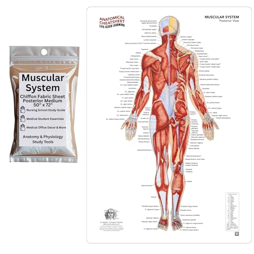 Life-Sized Learning Muscular Anatomy Model Fabric Sheet – Posterior View of a Muscular System Model – Study Tool for Classroom, Students, Instructors - Medium 50" x 72"