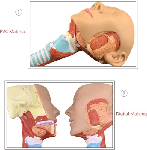 RJYYYDS Head Anatomy Pharyngeal Muscle Throat Mouth Nose Tongue Muscle Anatomy Model Medical Organ Supplies