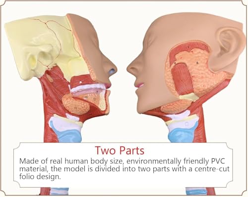 RJYYYDS Head Anatomy Pharyngeal Muscle Throat Mouth Nose Tongue Muscle Anatomy Model Medical Organ Supplies
