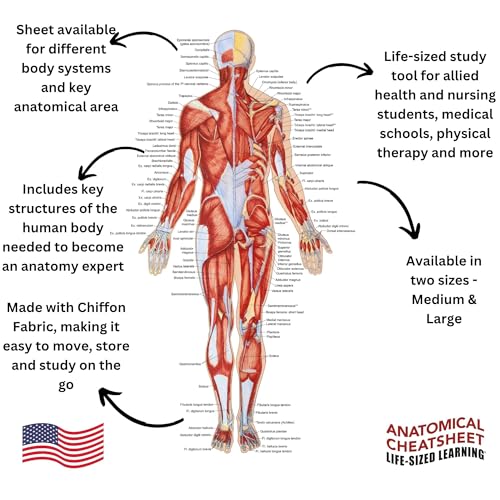Life-Sized Learning Muscular Anatomy Model Fabric Sheet – Posterior View of a Muscular System Model – Study Tool for Classroom, Students, Instructors - Medium 50" x 72"