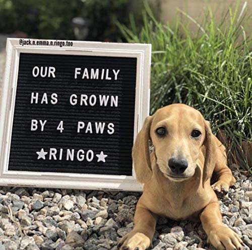 Black Felt Letter Board Baby Announcement Sign with Rustic Wood White Frame - Rustic Farmhouse Letter Board Sign with Stand - 10x10 Felt Board Changeable Message Board with 350 Letter Set