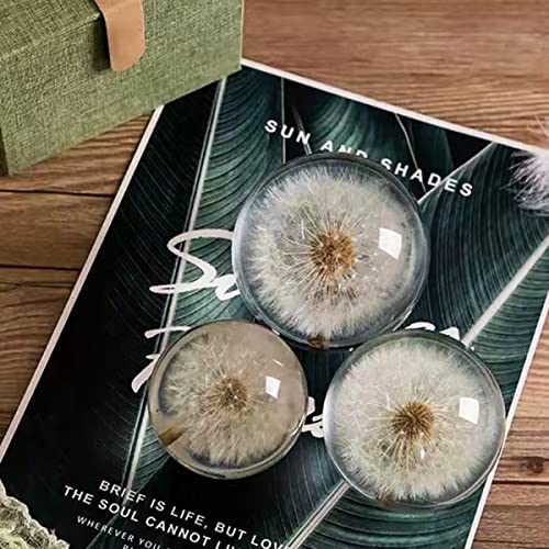 Real Dandelion Specimen Ball Paperweight Desktop Decor Decoration (Small)