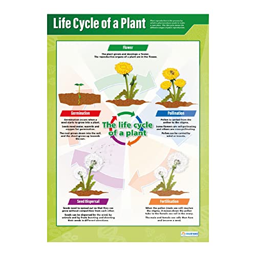 Plants Science Classroom Posters, Set of 4, EXTRA LARGE 33" x 23.5"