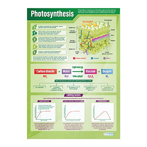 Plants Science Classroom Posters, Set of 4, EXTRA LARGE 33" x 23.5"