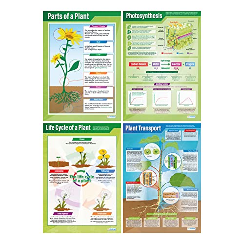 Plants Science Classroom Posters, Set of 4, EXTRA LARGE 33" x 23.5"
