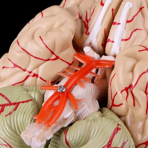 KANGJIEM Detachable 8-Part Cerebrovascular Brain Anatomy Model - Human PVC Medical Teaching for Education Training