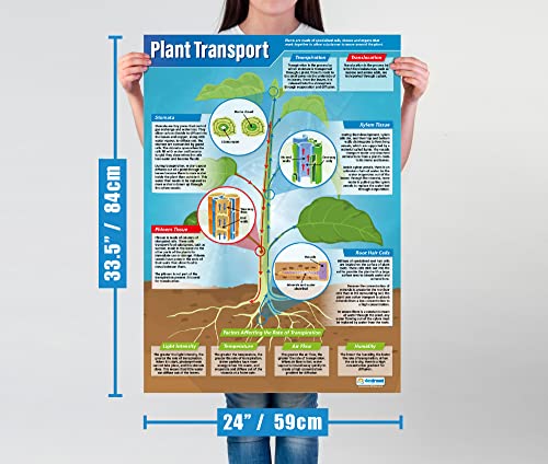 Plants Science Classroom Posters, Set of 4, EXTRA LARGE 33" x 23.5"