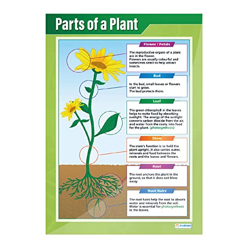 Plants Science Classroom Posters, Set of 4, EXTRA LARGE 33" x 23.5"