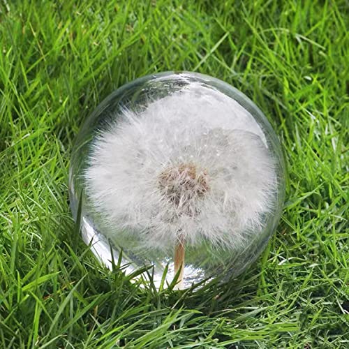 DESHINTKE Real Dandelion Specimen Ball Paperweight Desktop Decor Decoration (X-Large)