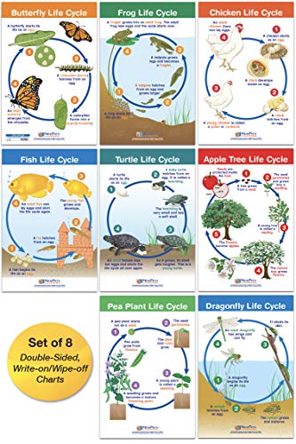 NewPath Learning Life Cycles Bulletin Board Charts, Set/8 - Laminated, Double-Sided, Full-Color, 12" x 18" (94-1504)
