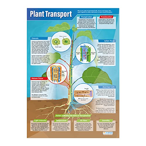 Plants Science Classroom Posters, Set of 4, EXTRA LARGE 33" x 23.5"