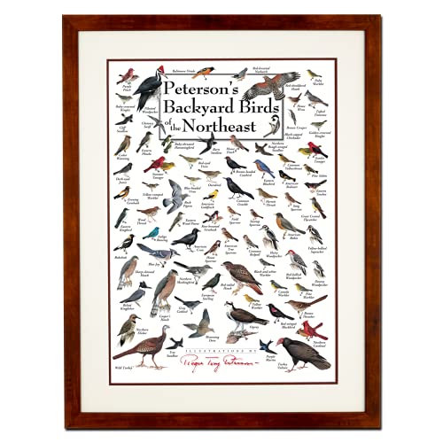 Earth Sky + Water - Peterson's Backyard Birds of the Northeast - Double-matted Posters with Honey Frame