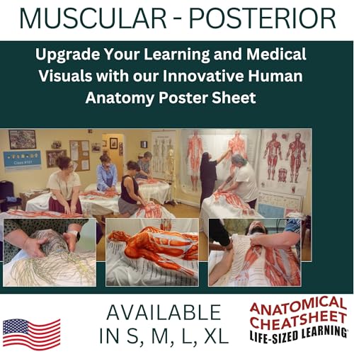 Life-Sized Learning Muscular Anatomy Model Fabric Sheet – Posterior View of a Muscular System Model – Study Tool for Classroom, Students, Instructors - Medium 50" x 72"