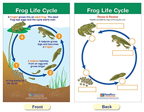 NewPath Learning Life Cycles Bulletin Board Charts, Set/8 - Laminated, Double-Sided, Full-Color, 12" x 18" (94-1504)